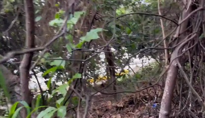 I was in F1 and I met Ronny Aislan on the trail and ate him - Watch in full